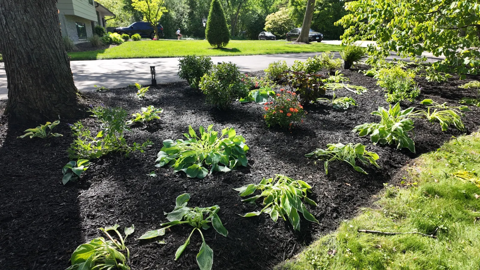 Established mulch landscape bed under mature shade tree