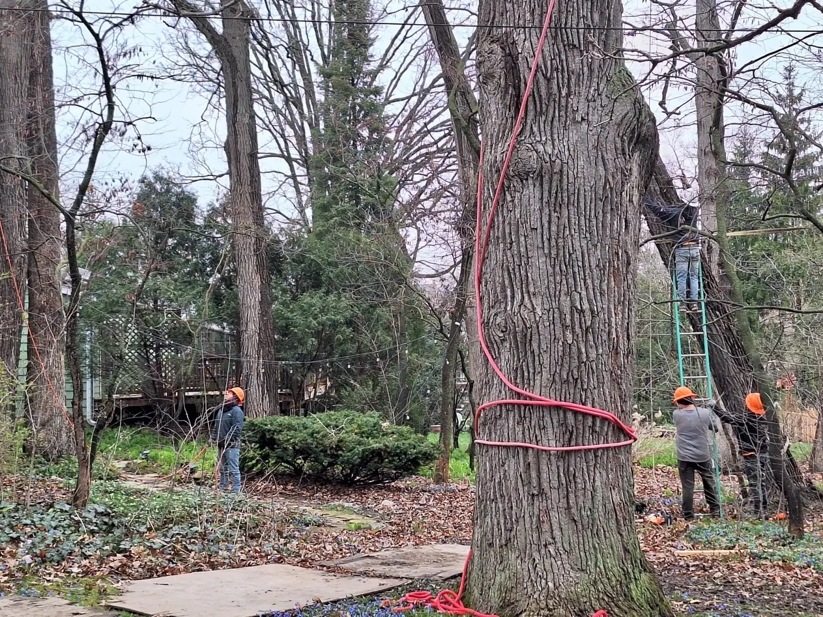 Smith Brothers tree crew rigging and working on large mature trees